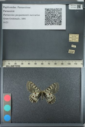 Media type: image;   Entomology 174829